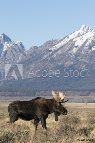 Picture of BULL MOOSE IN AUTUMN COLORS STOCK IMAGE